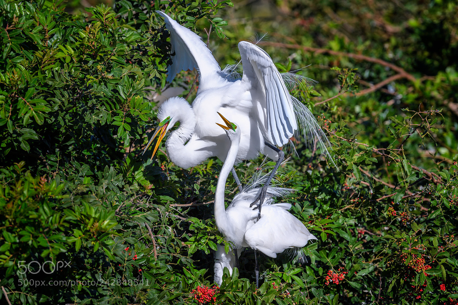 Nikon D5 sample photo. Great egret ardea alba photography