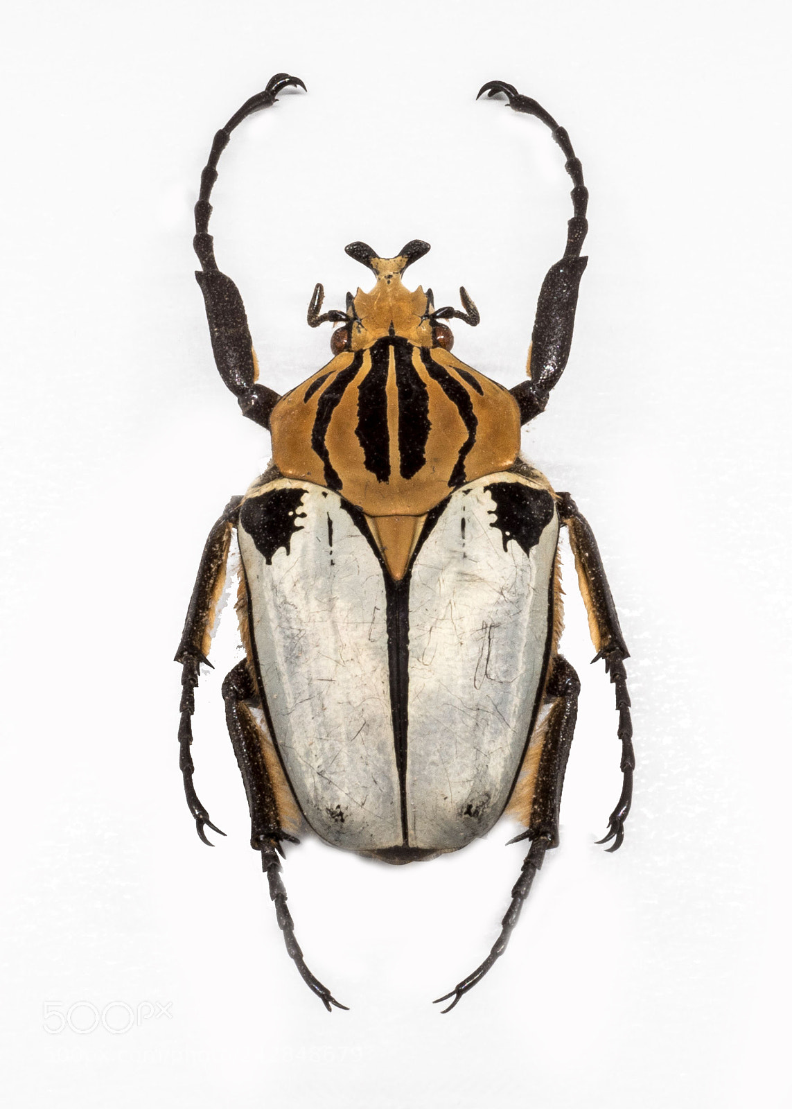 Olympus OM-D E-M1 Mark II sample photo. Big bug - goliathus photography