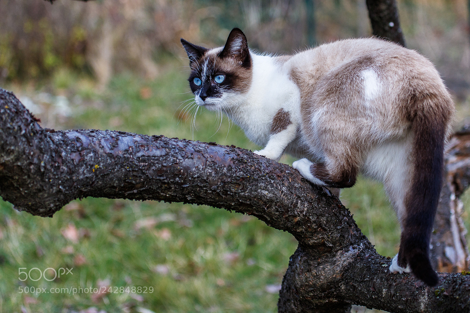 Canon EOS 6D Mark II sample photo. Siam photography