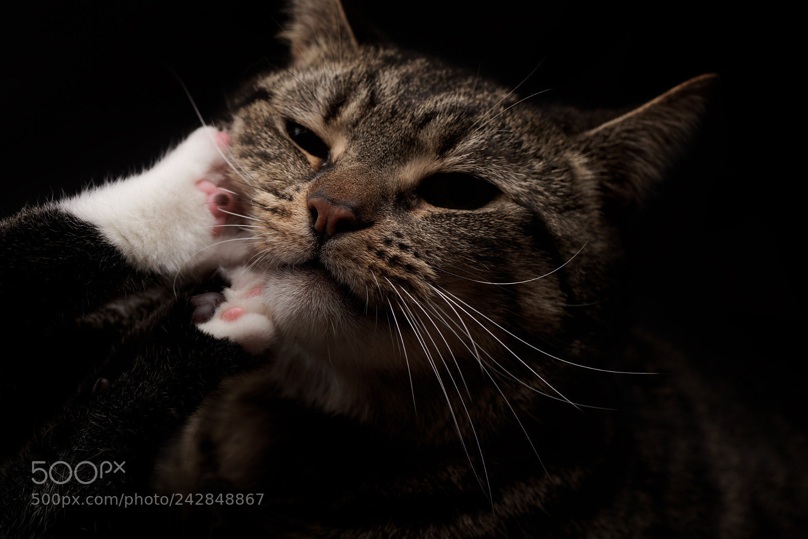 Nikon D810 sample photo. 'patience' photography