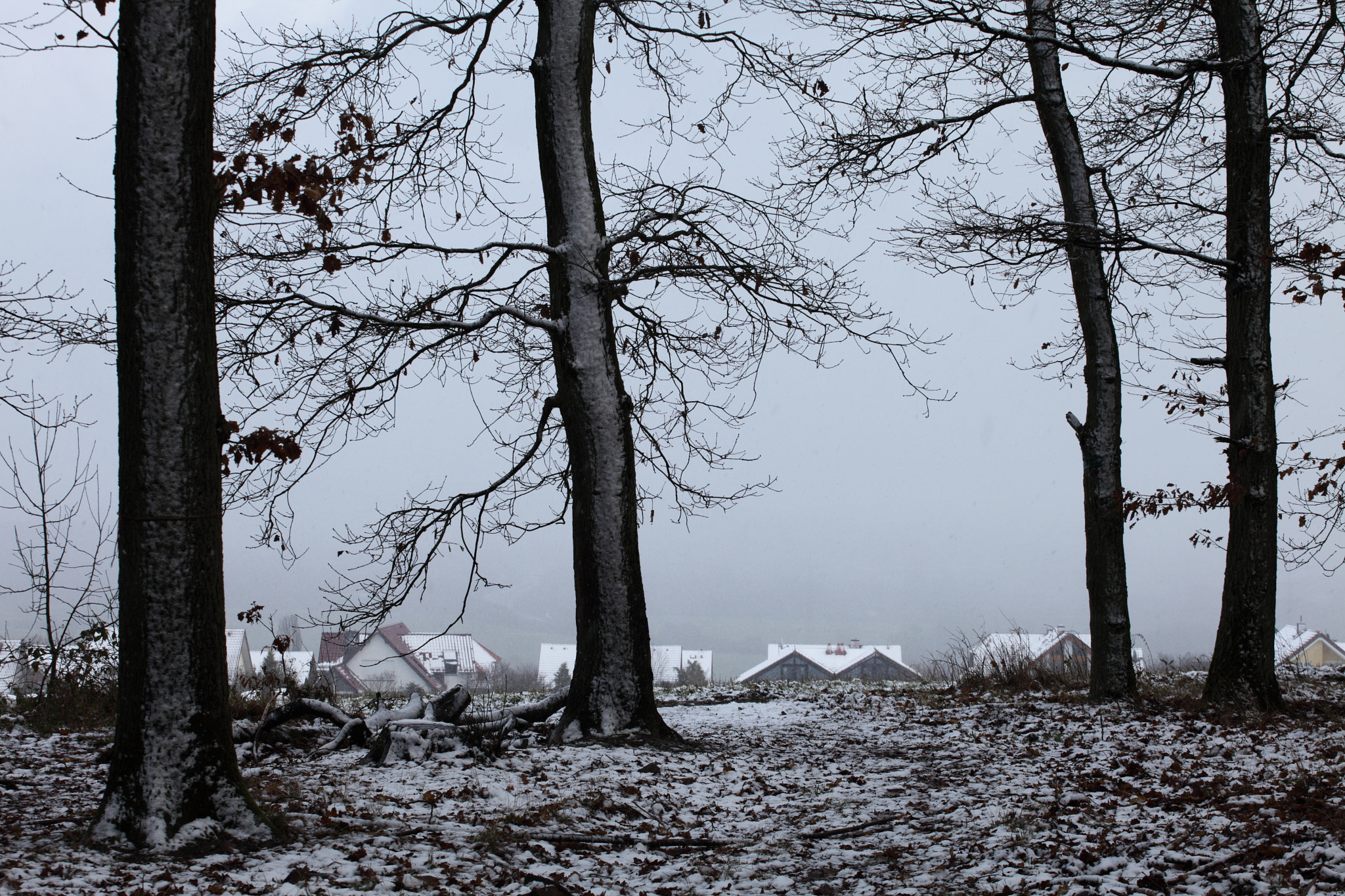 Canon EF 70-200mm F4L USM sample photo. The oak trees photography