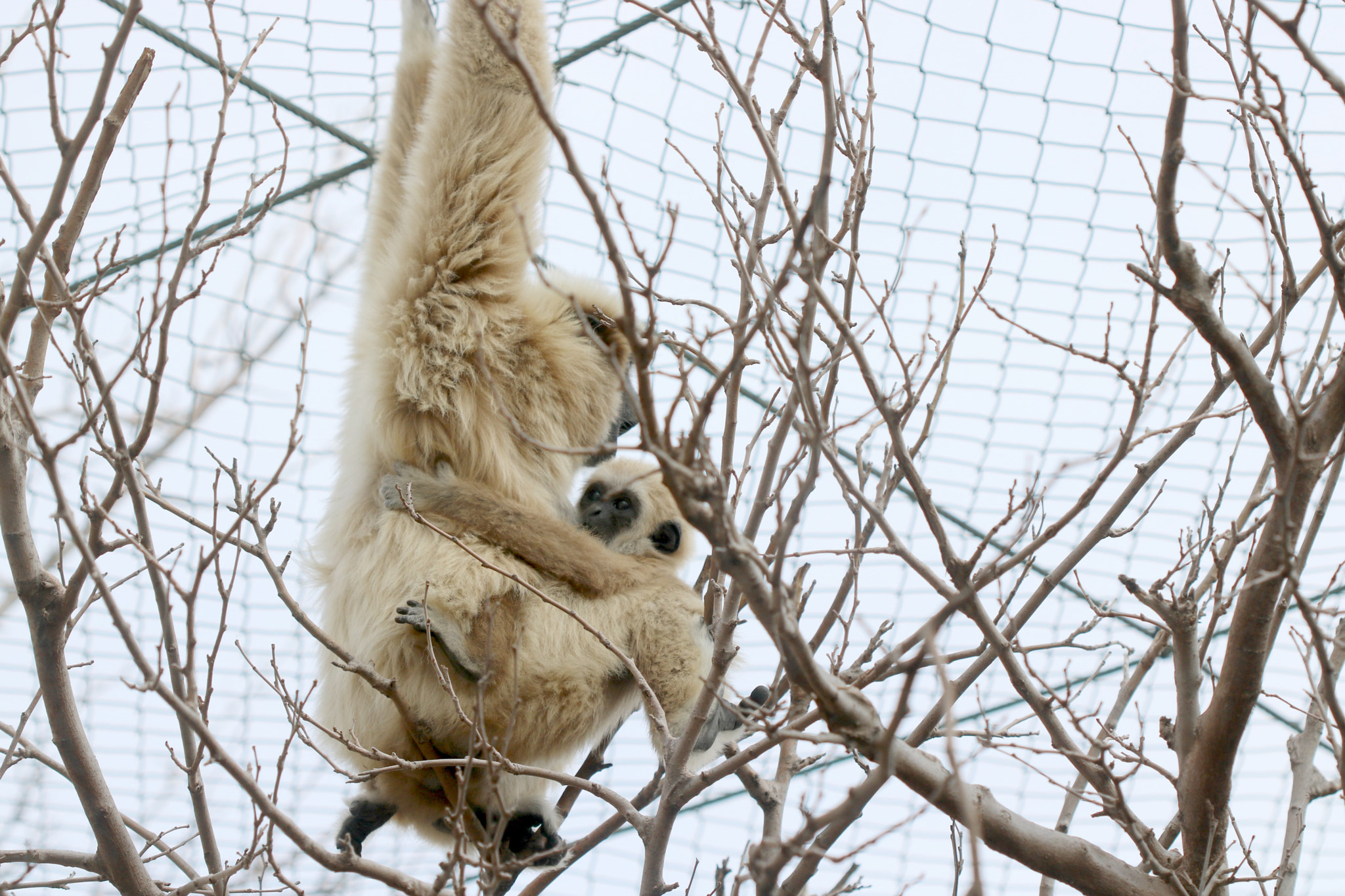 Canon EF 100mm F2.8 Macro USM sample photo. Monkey love photography