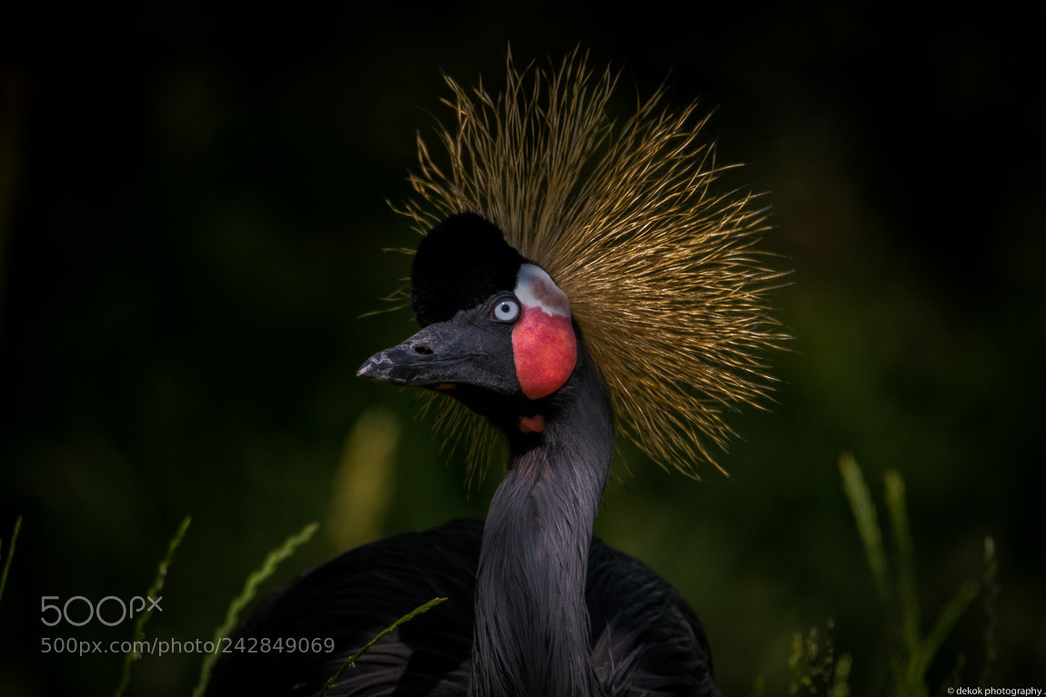 Nikon D500 sample photo. Crowned crane photography