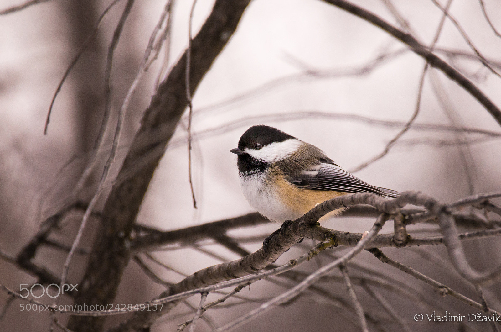 Canon EOS 6D sample photo. Chickadee in winter photography