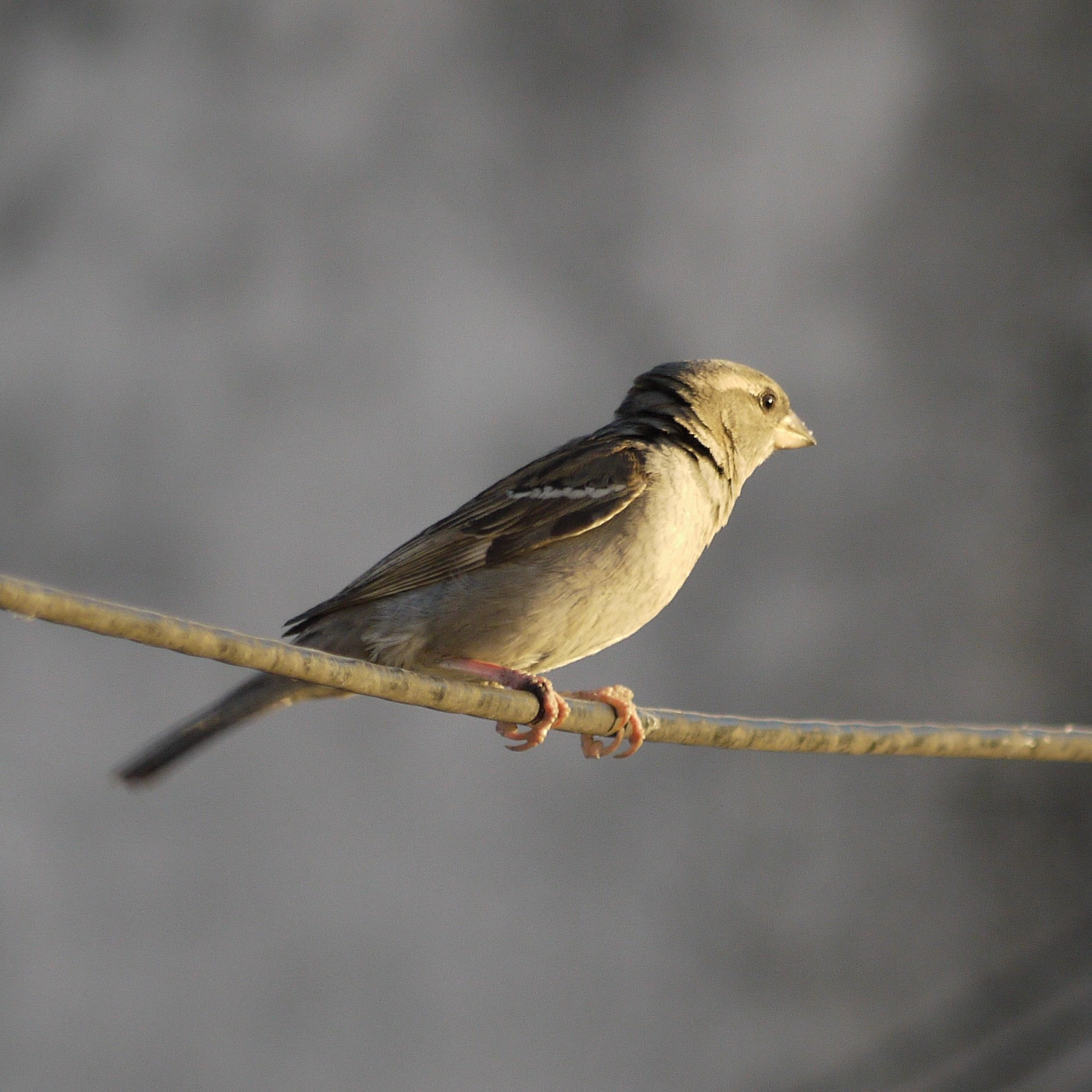 Panasonic Lumix DMC-G10 sample photo. Little bird photography