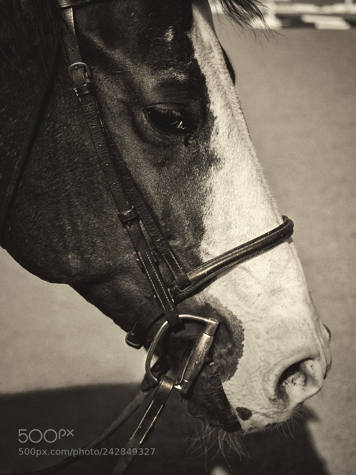 Olympus E-510 (EVOLT E-510) sample photo. Bridled photography