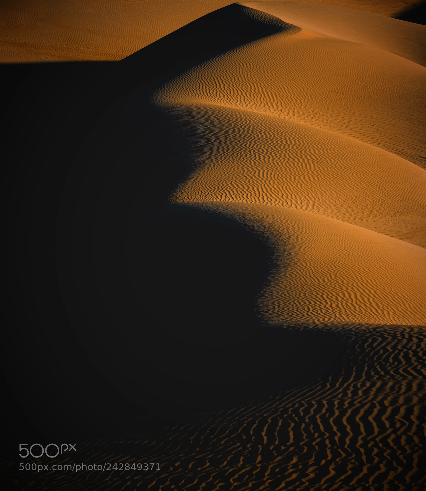 Nikon D850 sample photo. Desert expressions photography