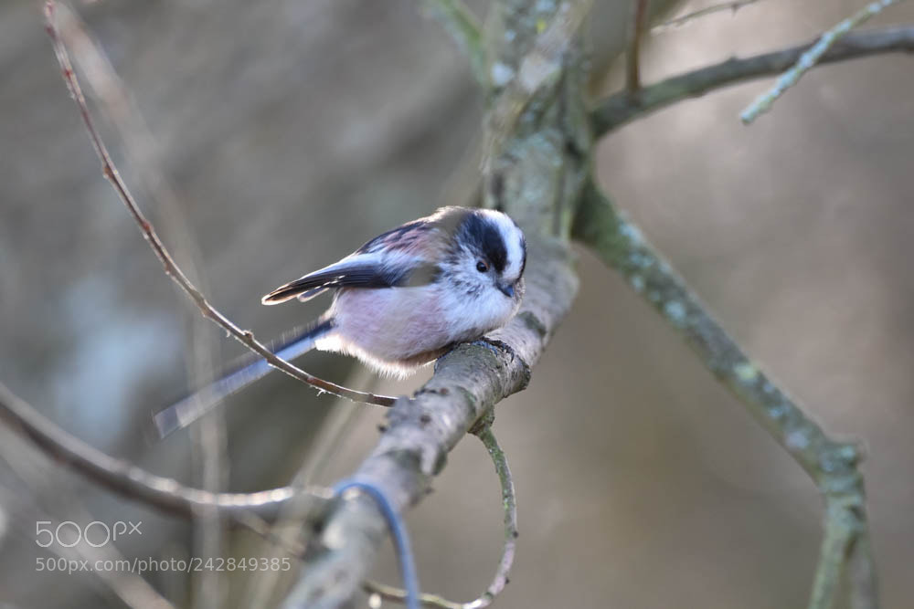 Nikon D7200 sample photo. Long tailed tit photography