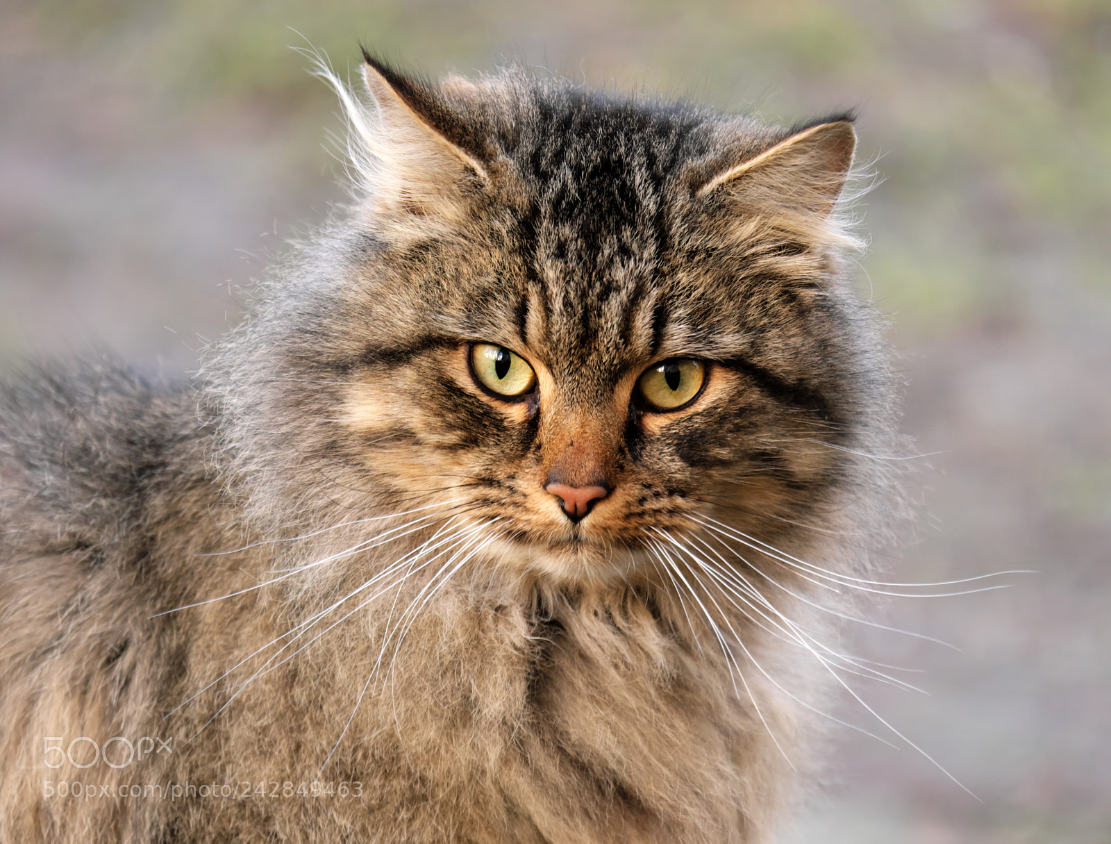 Fujifilm X-T20 sample photo. Siberian cat photography