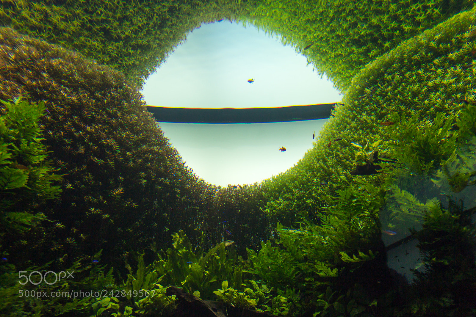 Canon EOS 60D sample photo. Lisbon oceanarium reflection photography