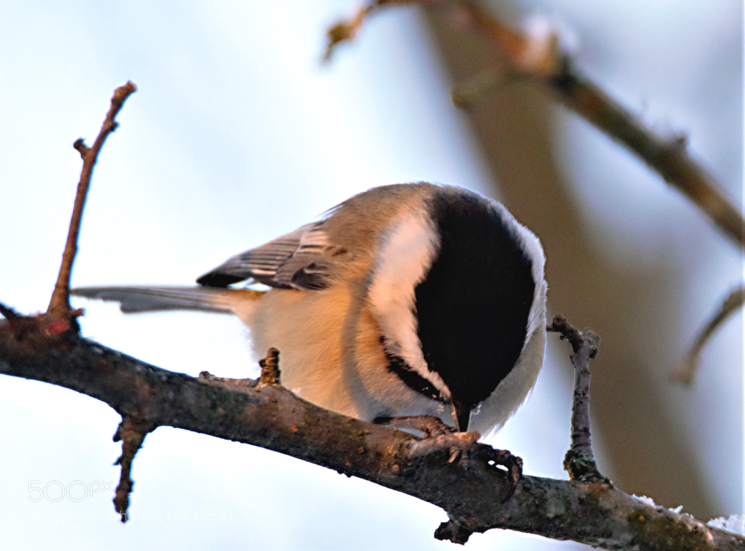 Canon EOS 60D sample photo. Chickadee photography