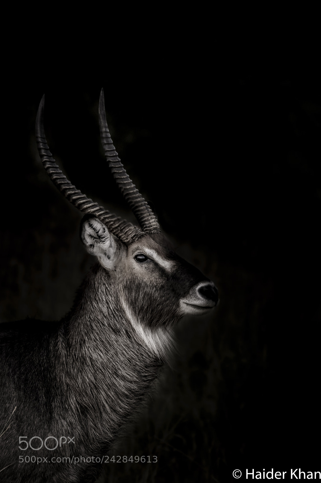 Nikon D7100 sample photo. Male common waterbuck photography