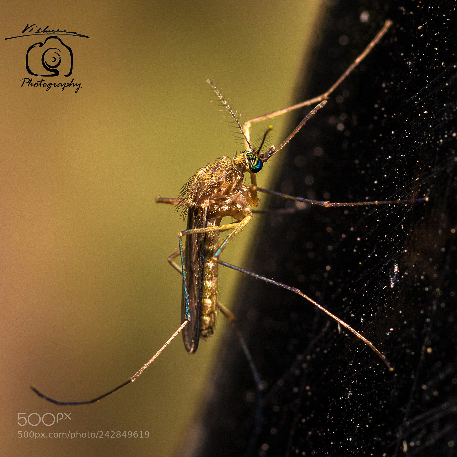 Canon EOS 7D Mark II sample photo. Culex mosquito photography