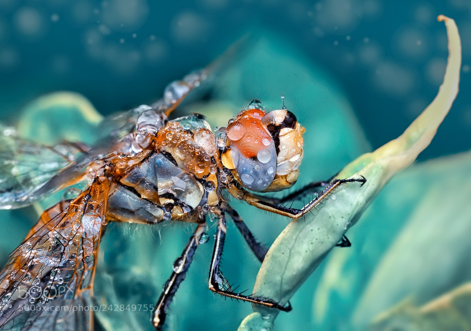 Nikon D90 sample photo. Droooooops photography