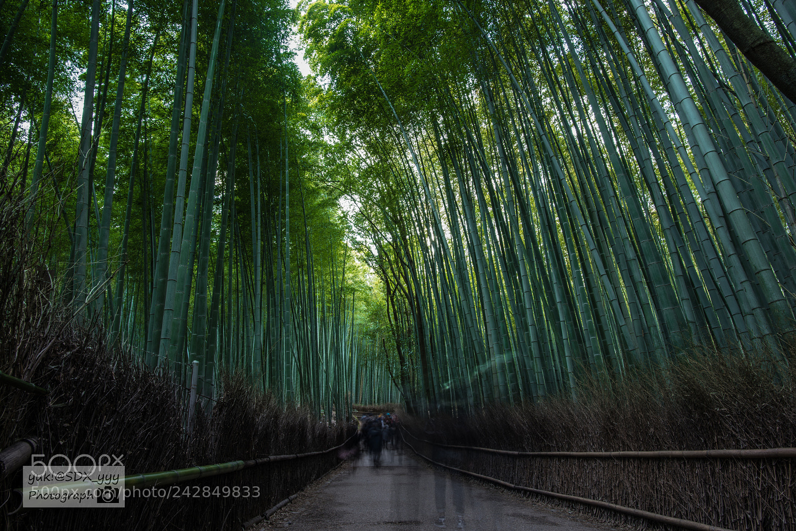 Nikon D810 sample photo. Kyoto photography