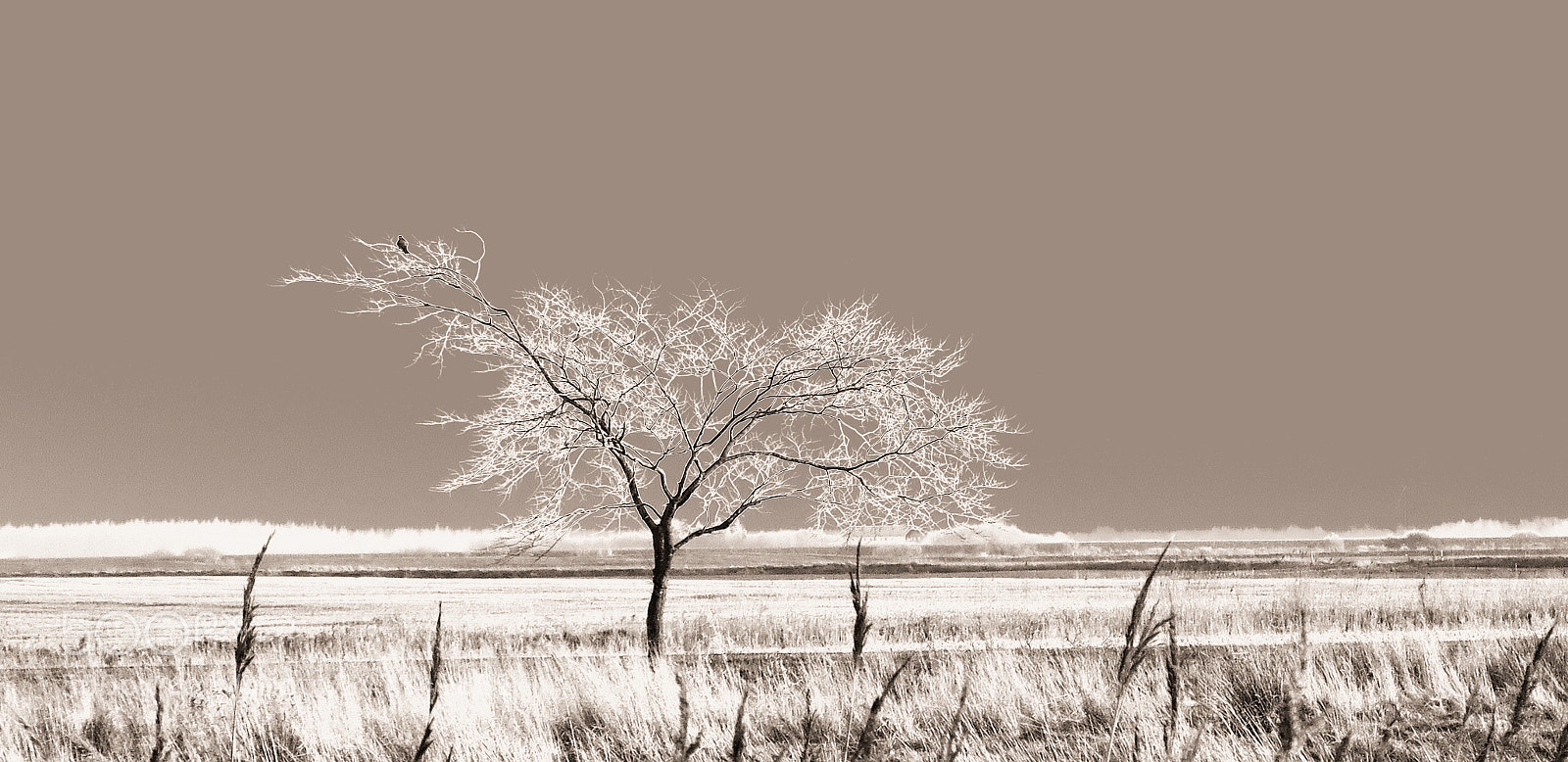 Canon PowerShot G3 X sample photo. Jpg photography
