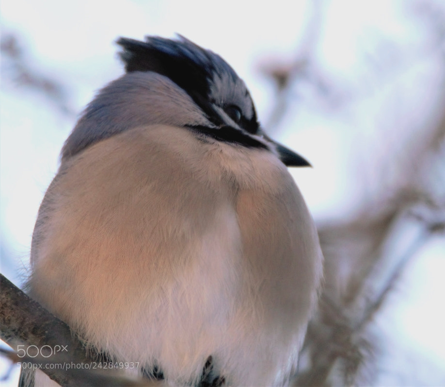 Canon EOS 60D sample photo. Blue-jay photography