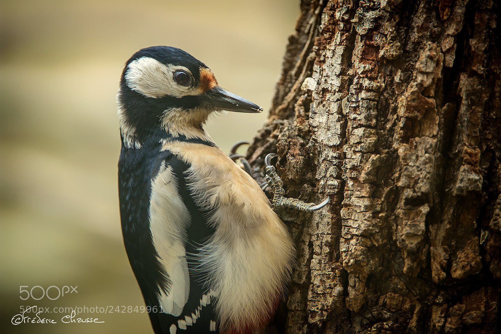 Nikon D800E sample photo. Dendrocopos major photography