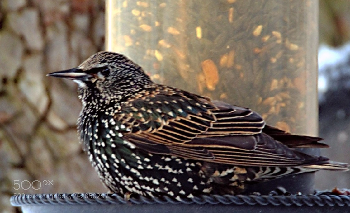 Canon EOS 60D sample photo. Starling photography