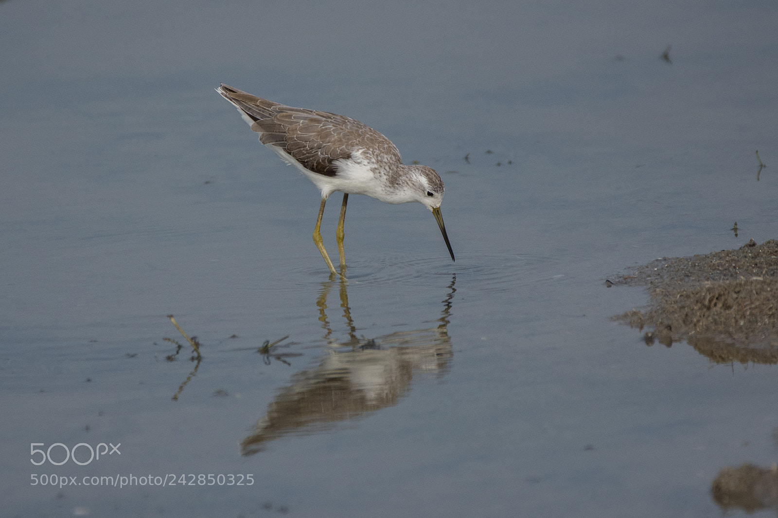 Nikon D7200 sample photo. (marsh sandpiper (dsc_8439) photography