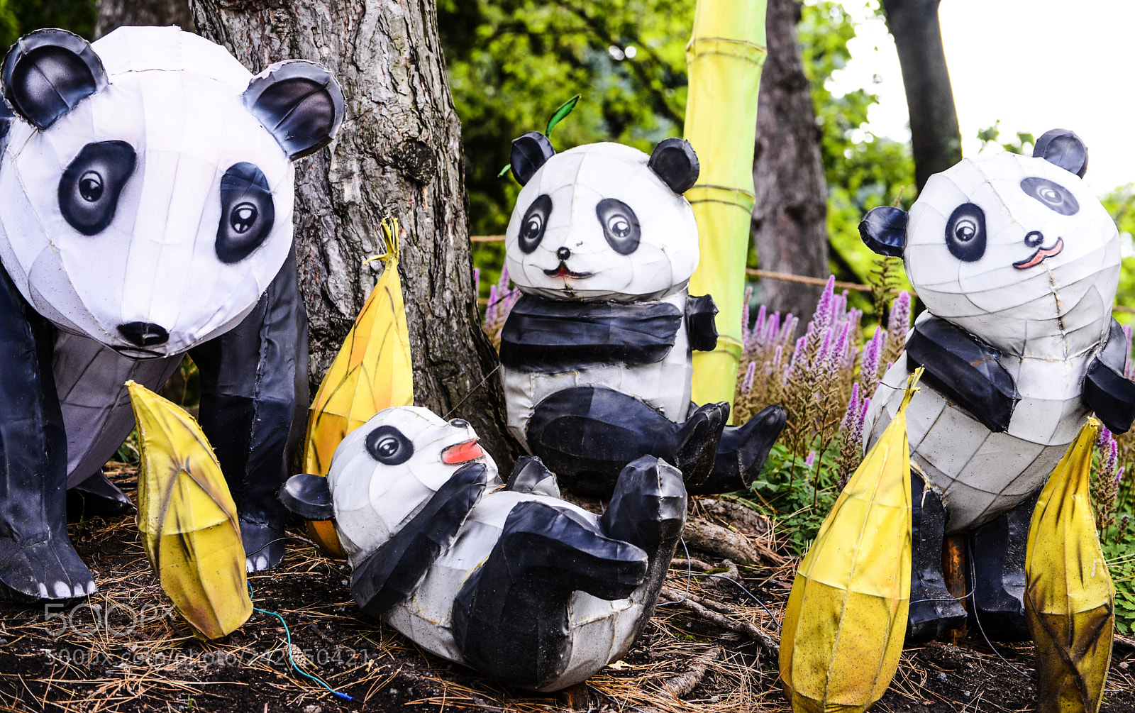 Nikon D600 sample photo. The panda family photography