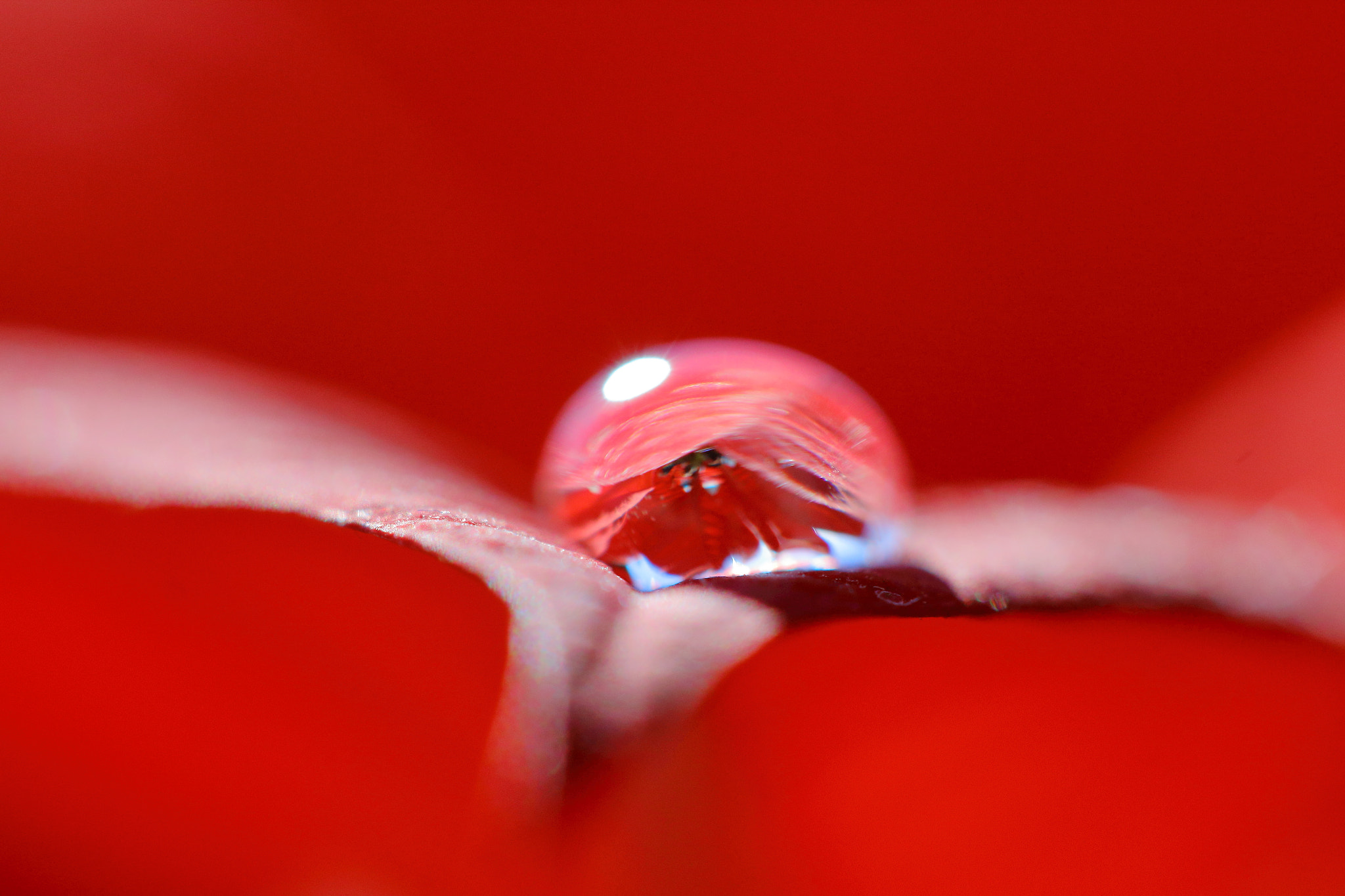 Canon EF 100mm F2.8 Macro USM sample photo. Red droplet photography