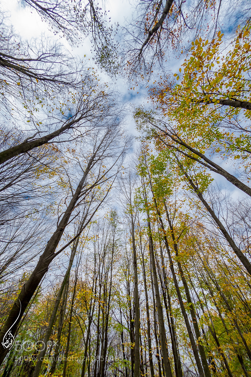 Nikon D610 sample photo. Jungle photography