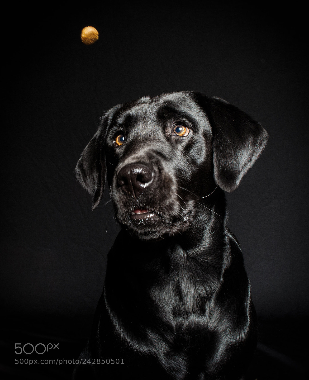Nikon D600 sample photo. Treat hypnotize by sam photography