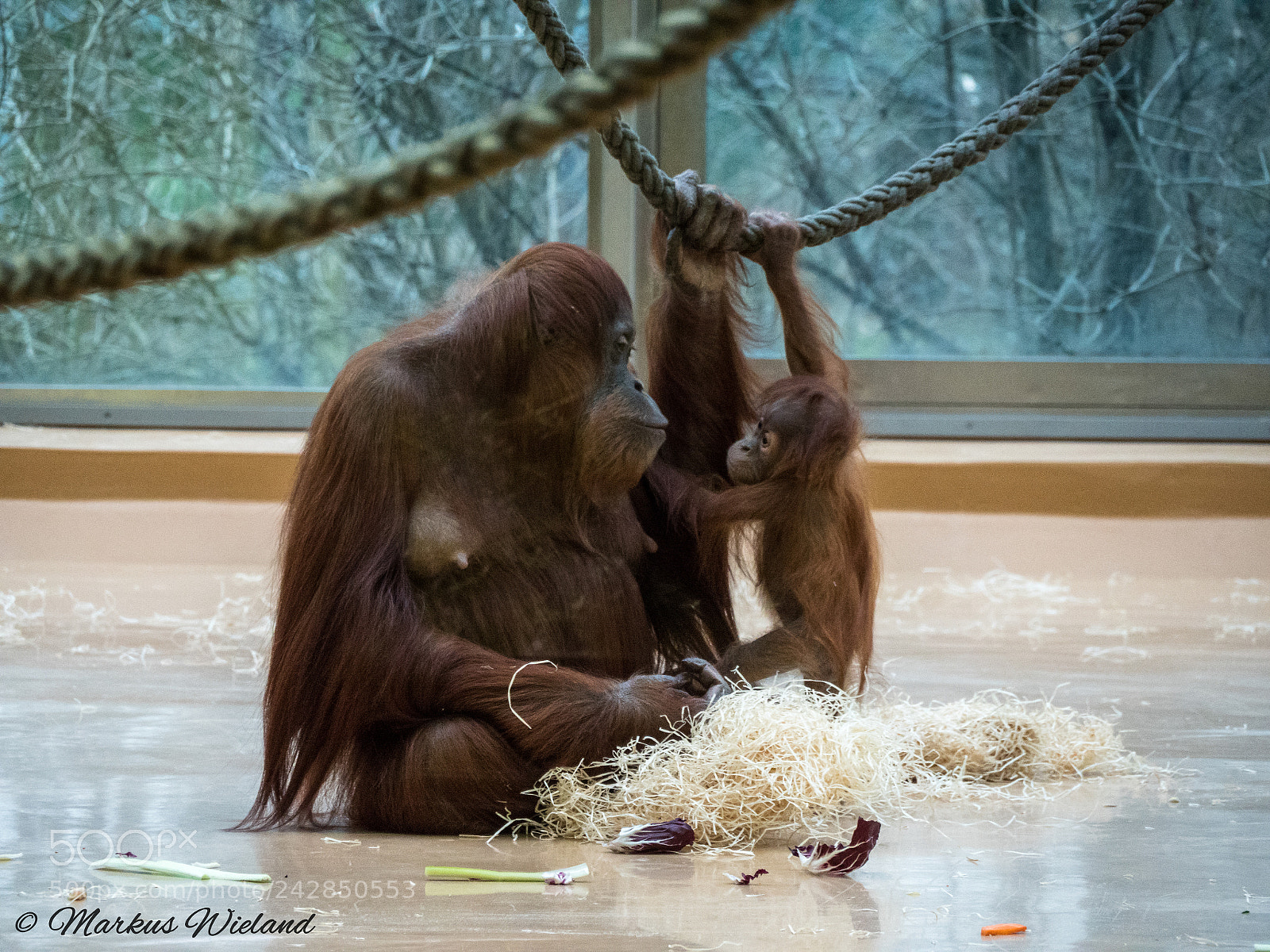 Panasonic Lumix DC-G9 sample photo. Orangutan mom and child photography