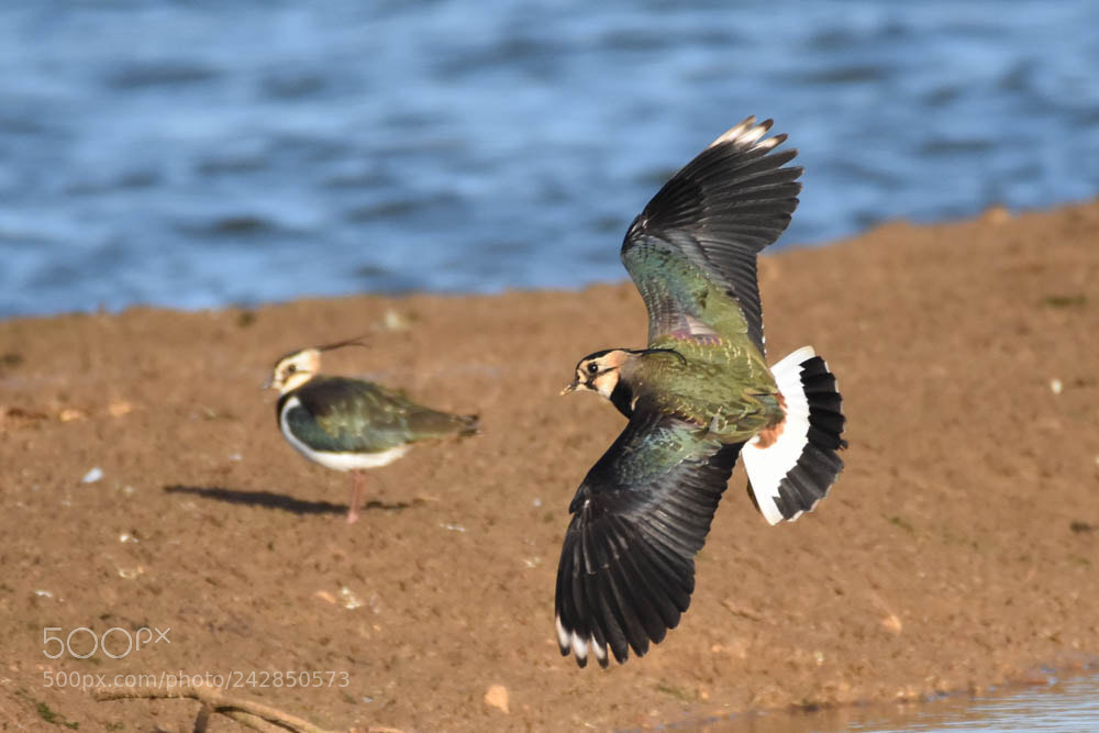 Nikon D7200 sample photo. Lapwing photography