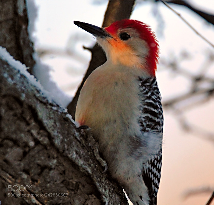 Canon EOS 60D sample photo. Harry woodpecker photography