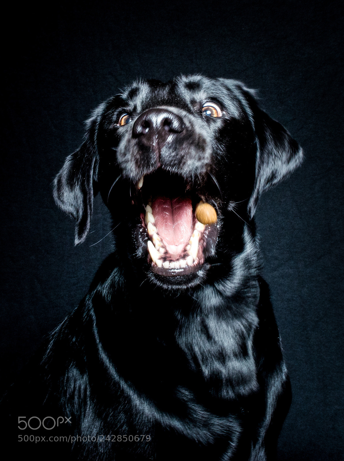 Nikon D600 sample photo. Yeah treats by sam photography