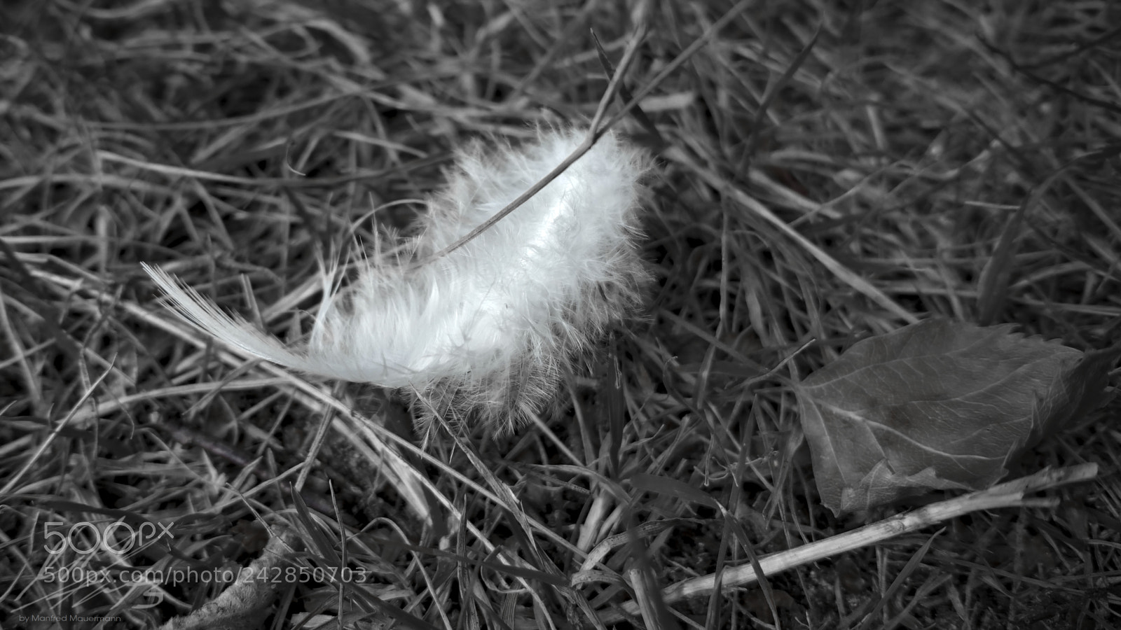 Samsung Galaxy Note4 sample photo. Feathery photography