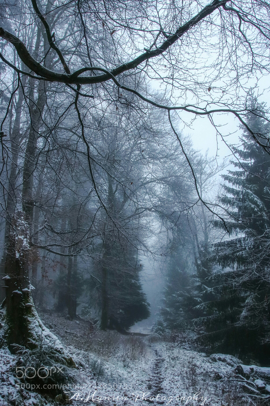 Canon EOS 750D (EOS Rebel T6i / EOS Kiss X8i) sample photo. Ghost forest  photography