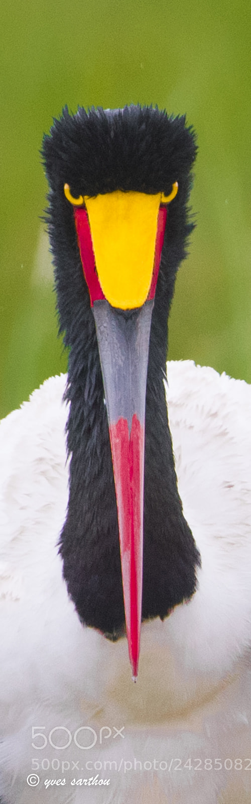 Nikon D500 sample photo. Jabiru photography