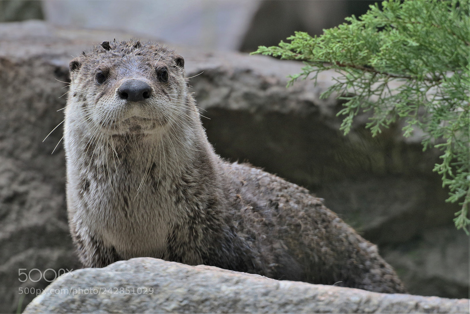 Canon EOS 7D Mark II sample photo. Otter photography