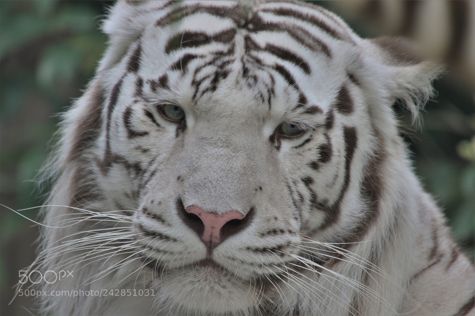 Canon EOS 7D Mark II sample photo. White tiger photography