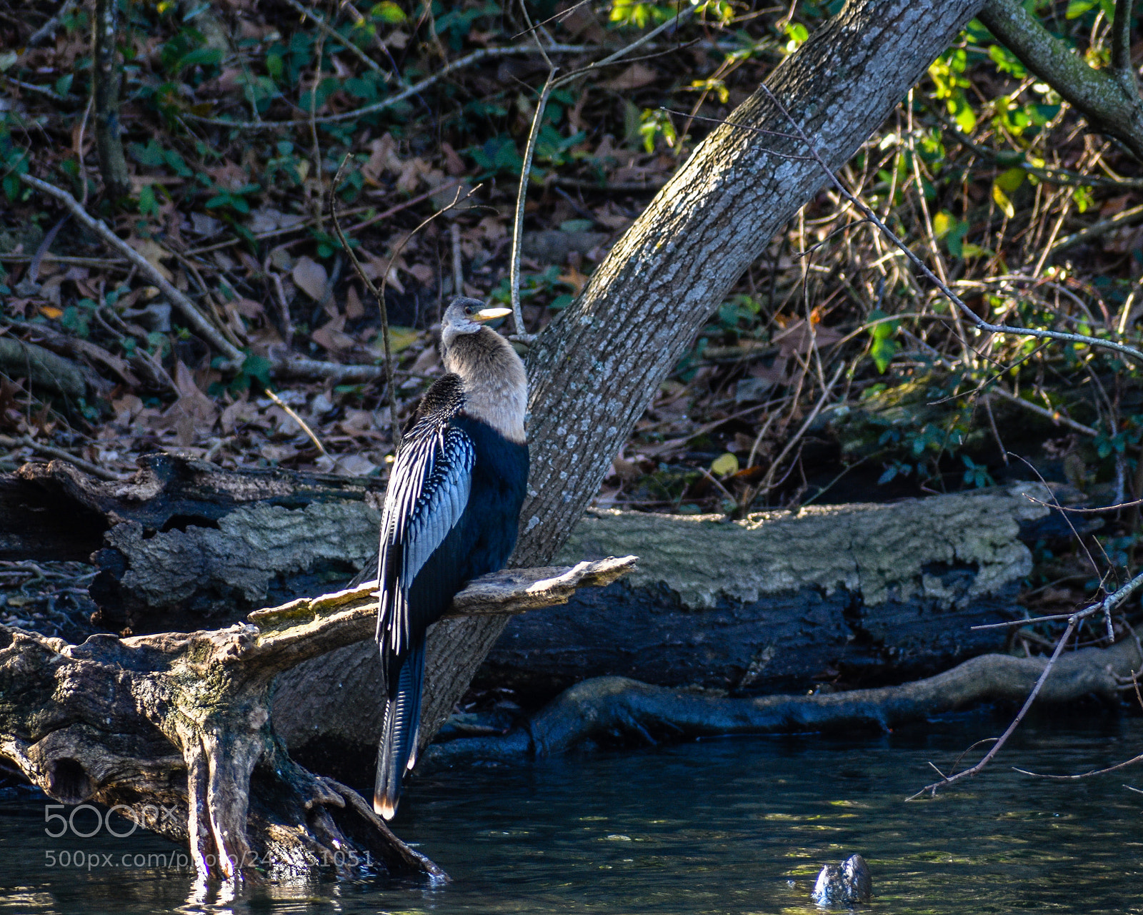 Nikon D3400 sample photo. Anhinga photography