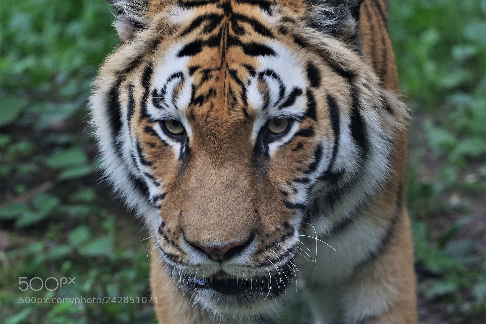 Canon EOS 7D Mark II sample photo. Bengal tiger photography