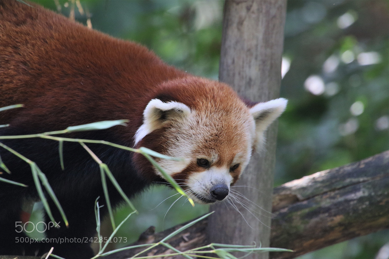 Canon EOS 7D Mark II sample photo. Red panda photography