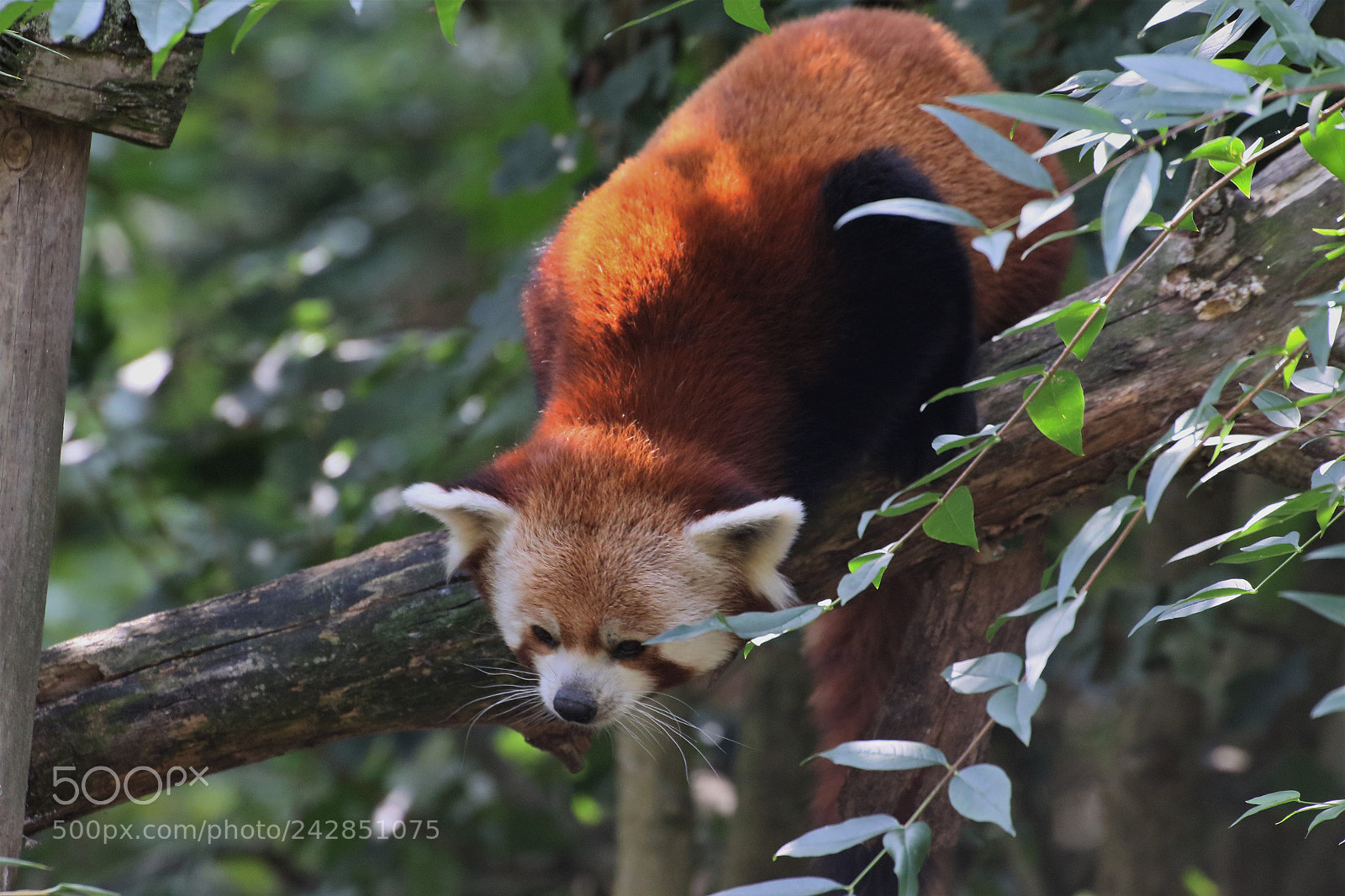 Canon EOS 7D Mark II sample photo. Red panda photography