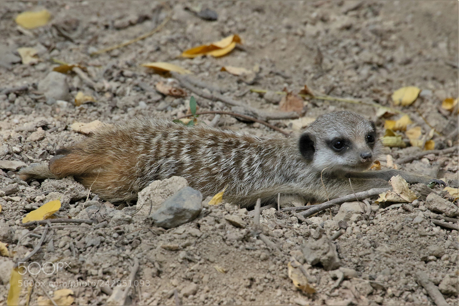Canon EOS 7D Mark II sample photo. Suricate photography