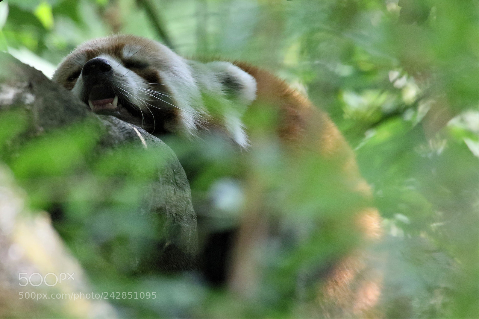 Canon EOS 7D Mark II sample photo. Red panda photography