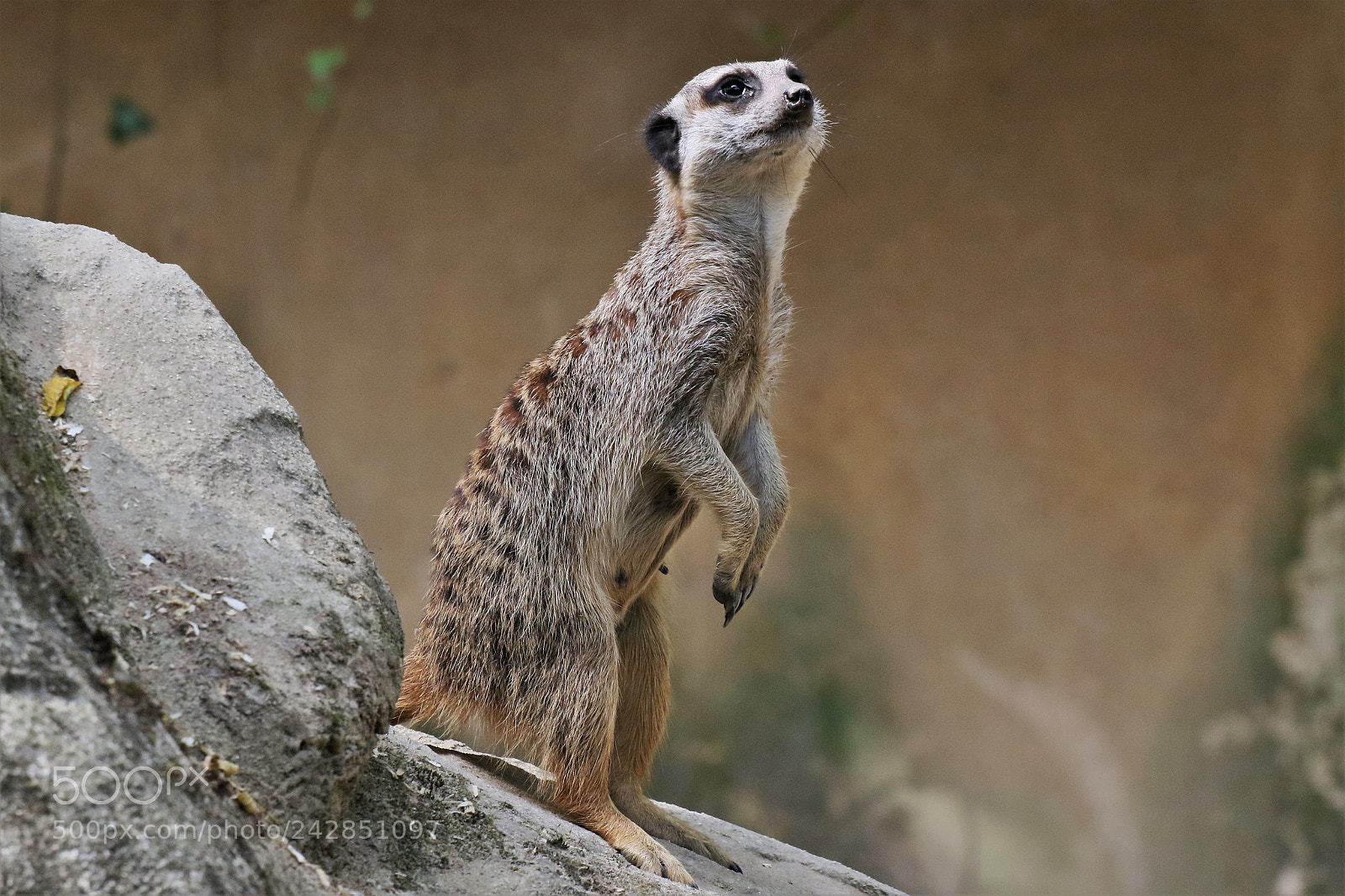 Canon EOS 7D Mark II sample photo. Suricate photography