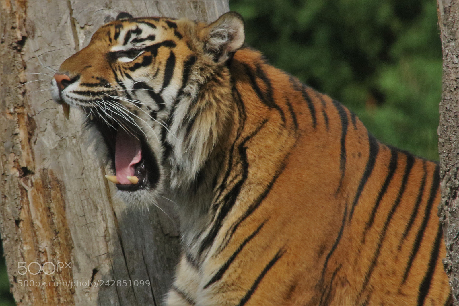 Canon EOS 7D Mark II sample photo. Bengal tiger photography