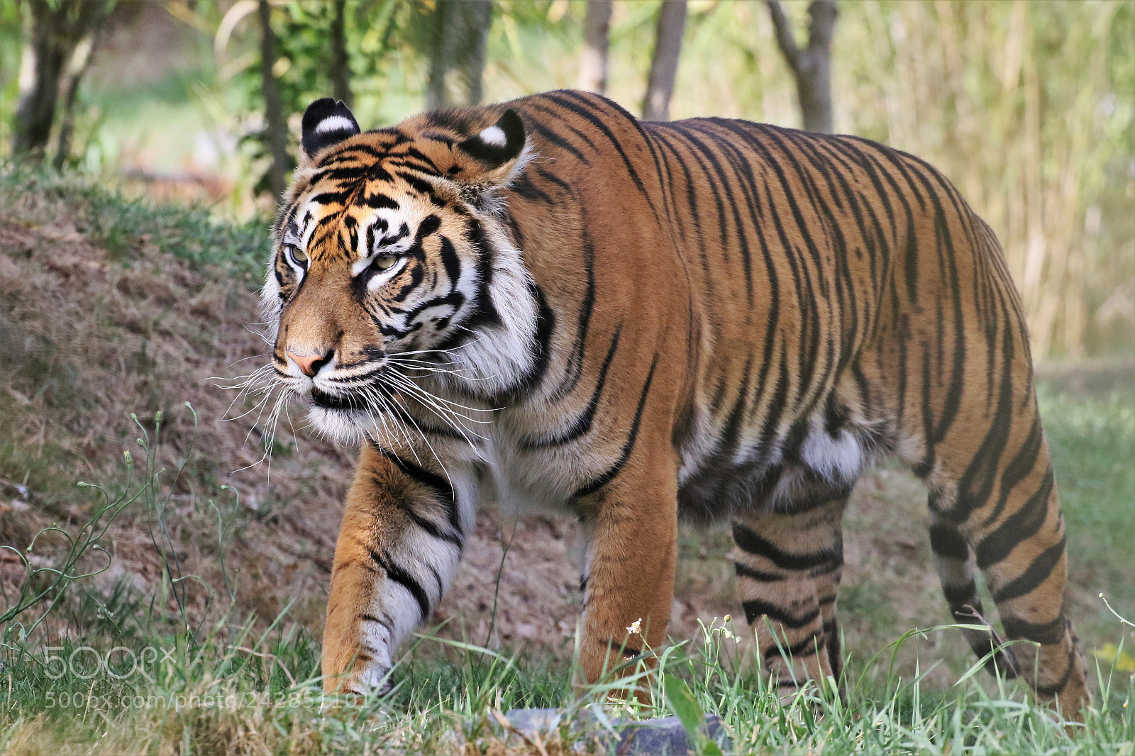 Canon EOS 7D Mark II sample photo. Bengal tiger photography