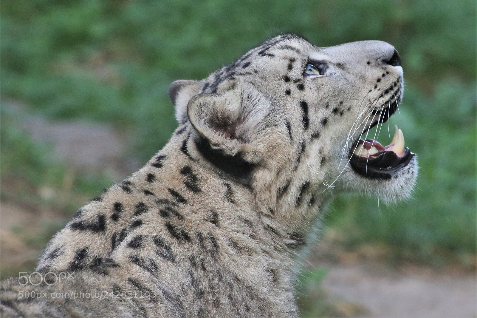 Canon EOS 7D Mark II sample photo. Snow panther photography