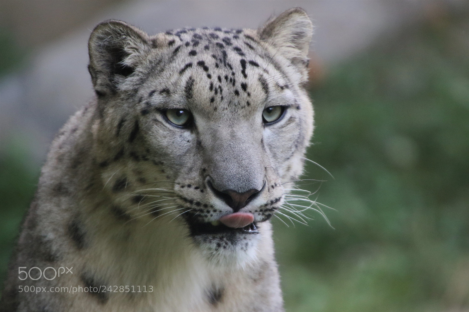 Canon EOS 7D Mark II sample photo. Snow panther photography