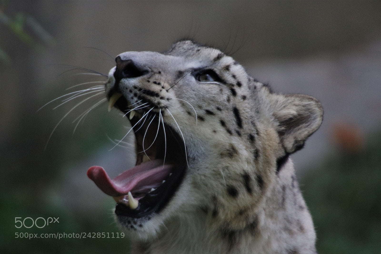 Canon EOS 7D Mark II sample photo. Snow panther photography