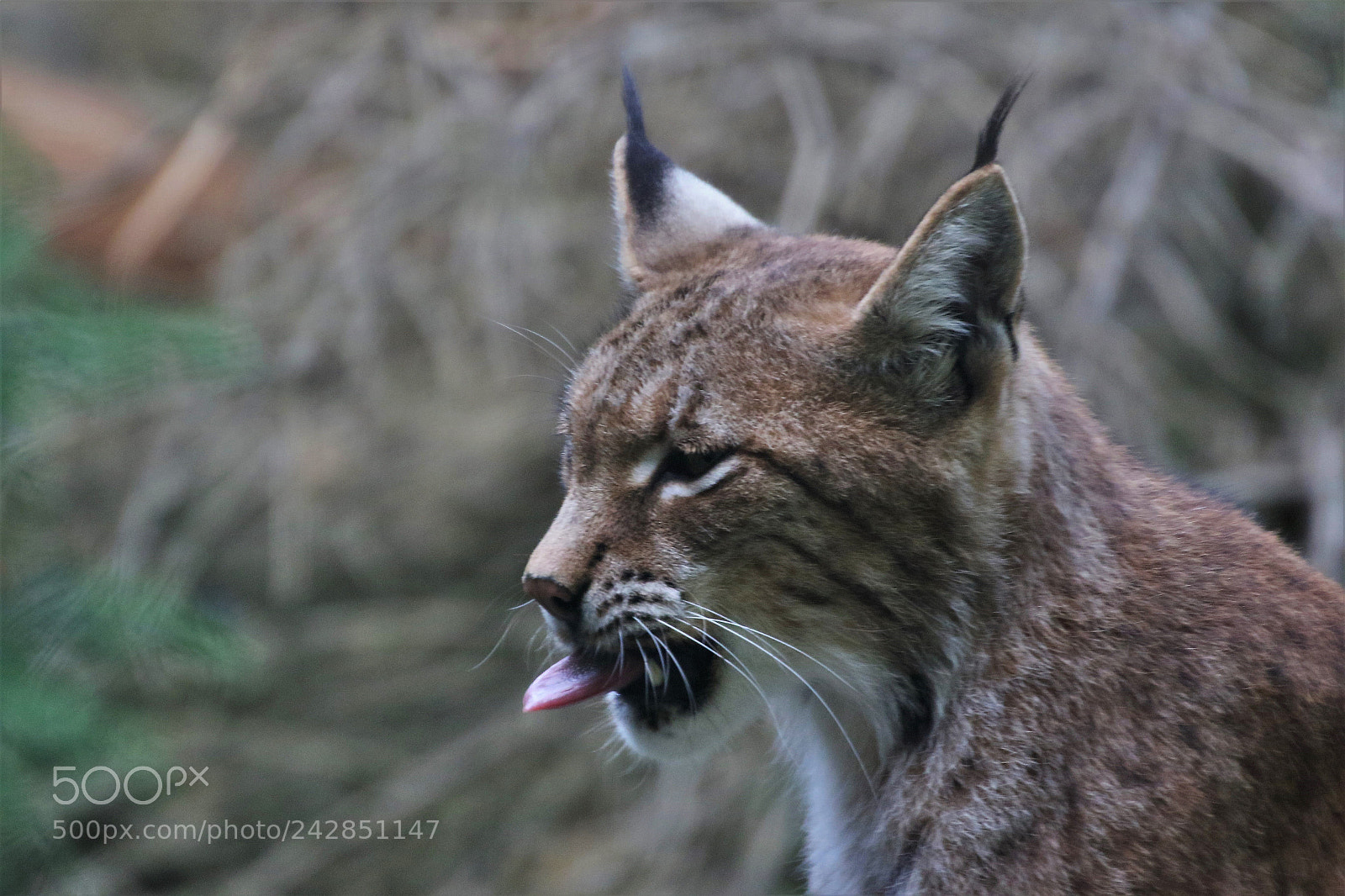 Canon EOS 7D Mark II sample photo. Lynx photography